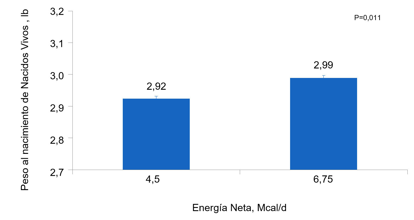 <p><strong>Figura 3.</strong> Efectos de la alimentaci&oacute;n con diferentes niveles de energ&iacute;a desde el&nbsp;d&iacute;a 90 al d&iacute;a 111 de gestaci&oacute;n en el peso individual al nacimiento de lechones nacidos vivos de primerizas y cerdas</p>
